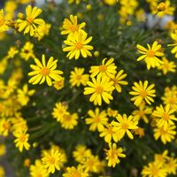 マンデビラ,銀杏,イチョウ,ユリオプス デージー,ユリオプス デージーの画像