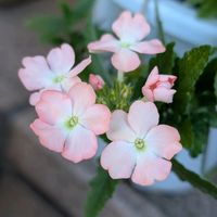 インパチェンス,バーベナ,バーベナ　マシュマロメロー,祈る震災復興,花のある暮らしの画像