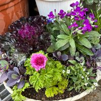 アリッサム,ストック,ムスカリ,葉牡丹,プリムラ マラコイデスの画像