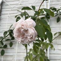 フリージア,エバーフレッシュ,カレックス・アウバウム,シルバーレース,コクリュウ（黒竜）の画像