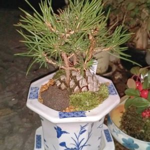 クロマツ（黒松）,新内の演奏が有りました。,ミニ盆栽,玄関前,富士山麓の画像