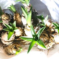 シラー,シラー・カンパニュラータ,ヒヤシンソイデス・ヒスパニカの画像