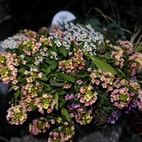 アリッサム,モモ,アイスバーク,柚,颯(はやて)の画像