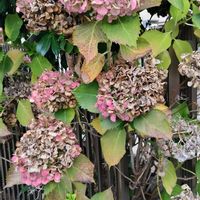 ガクアジサイの画像