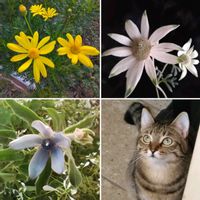 皇帝ダリア,フランネルフラワー,ブルースター,ユリオプスデージー,八重咲き皇帝ダリアの画像