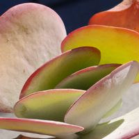 唐印,多肉植物,珍奇植物,my succulent,美しい...の画像