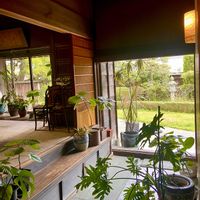 モンステラ,ウンベラータ,ドラセナ・コンシンネ,２０２０年５月同期,古住居暮らしの画像