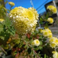 ニオイスミレ,オカワカメ,八重咲きブーゲンビリア,スマホ撮影,いつも笑顔で過ごそう♡の画像