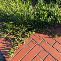 マツバギク,花壇,花壇・植え込み,広い庭,玄関アプローチの画像