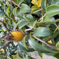 ナニワイバラの画像