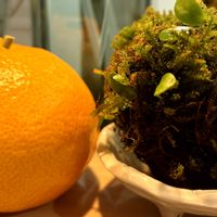 みかん,苔玉,苔 (コケ),二十四節気 小雪の画像