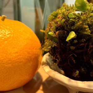 みかん,苔玉,苔 (コケ),二十四節気 小雪の画像