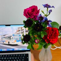 アスター,カーネーション,バラ,リューココリーネの画像