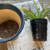 ヘメロカリス,パンジー,スィートアリッサム,エブリデイリリー,植え替えの画像