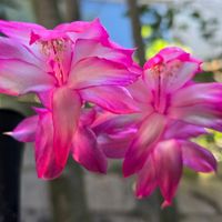 シャコバサボテン,デンマークカクタス(シャコバサボテン),シャコバサボテンの花の画像