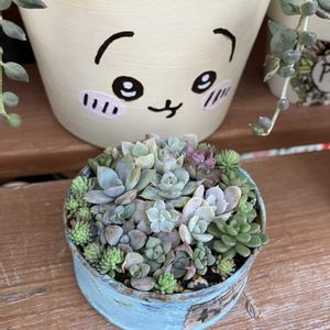 多肉植物,多肉寄せ植え,多肉大好き,多肉植物 エケベリア,ちまちま寄せの画像