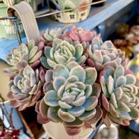 エレガンス,エレガンスの画像