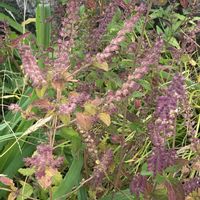 ホーリーバジル,ホーリーバジル,ホーリーバジル,カミメボウキ,カミメボウキの画像