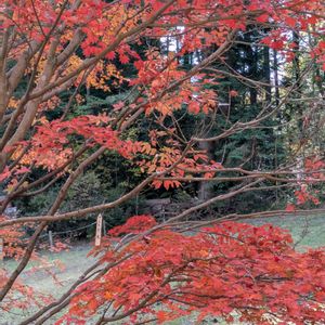 ノムラカエデ,ノムラカエデ,コハウチワカエデ,コハウチワカエデ,ハウチワカエデの画像