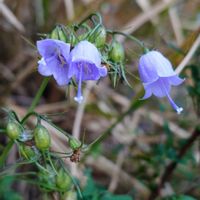 リンドウ,紅葉,紅葉,ツリガネニンジン,山野草の画像