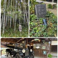 ガマズミ,コムラサキ,センリョウ,ツワブキ,マンリョウの画像