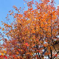 ジューンベリー,ブルーベリー,こどもと暮らす,おうちで自然を感じる,小さな庭の画像