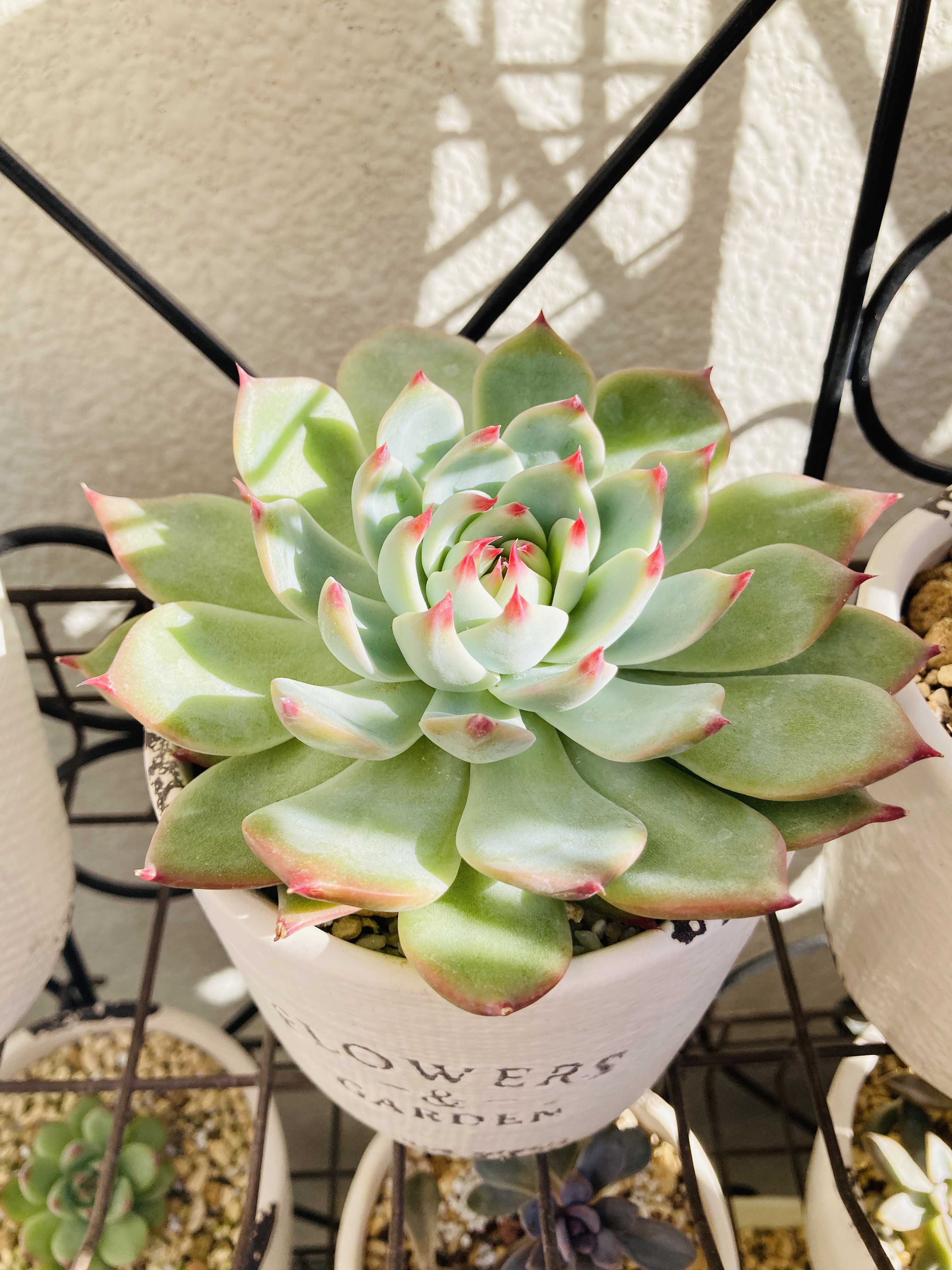 自然の色合いこそ美しい。グラデーションの多肉カラーにグッとくる