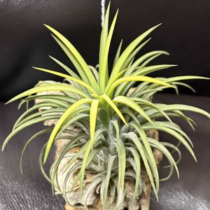 イオナンタ,エア プランツ,イオナンタ ドルイド,着生植物,紅葉（こうよう）の画像