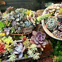 黄麗,乙女心,樹氷,春萌,月兎耳の画像