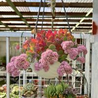 ミセバヤ,エレガンス,ピンクルルビー,ビオラ ミルフル,ブルーバユーの画像