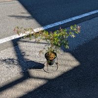 グレビレア,グレビレア  ブロンズランバー,グレビレア  ブロンズランバー,バーケア リニフォリア,バーケア リニフォリアの画像