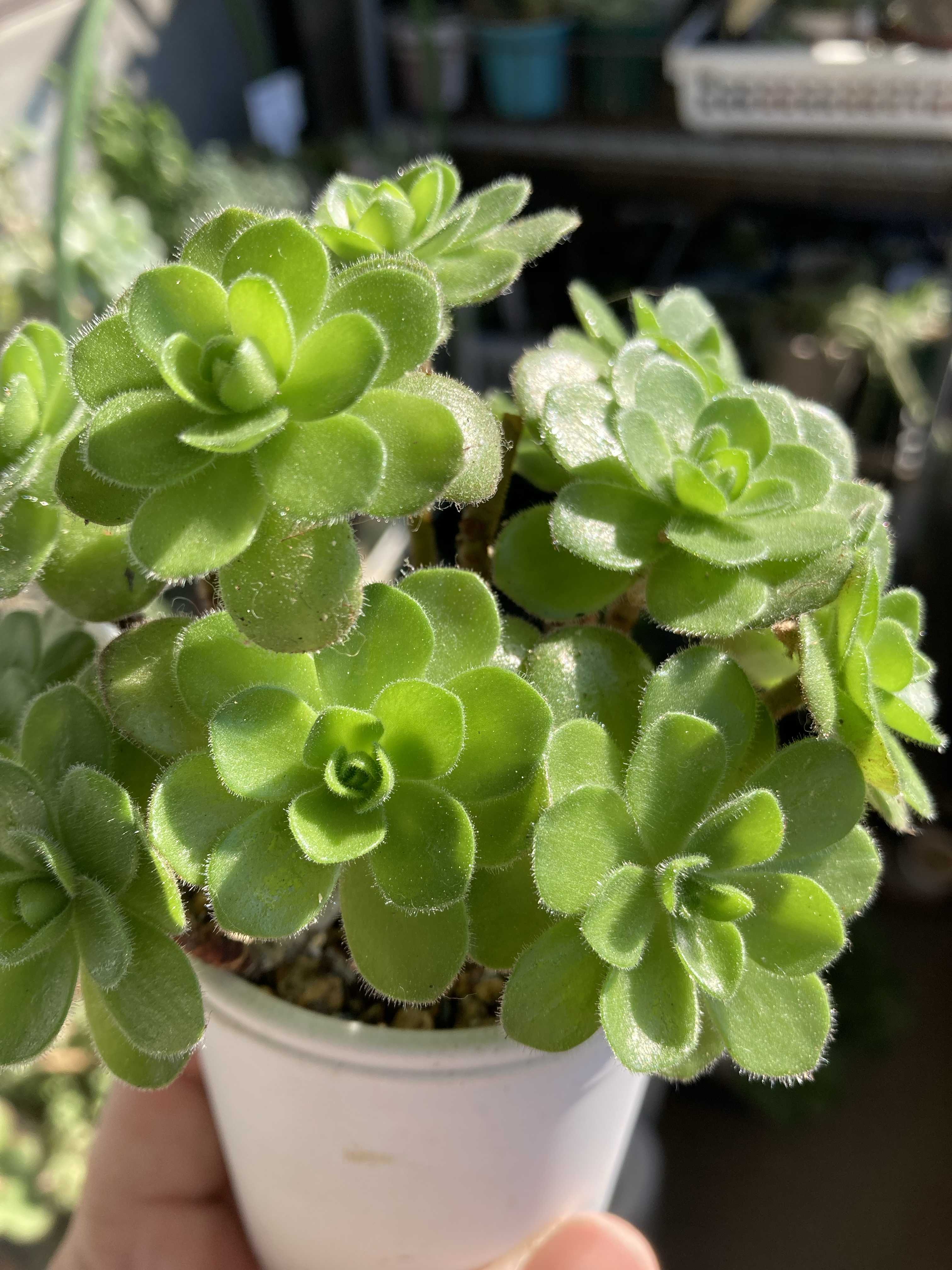 自然の色合いこそ美しい。グラデーションの多肉カラーにグッとくる