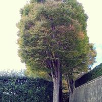 ケヤキ,ケヤキ,益子陶器市,ケヤキ同盟,Premaの画像