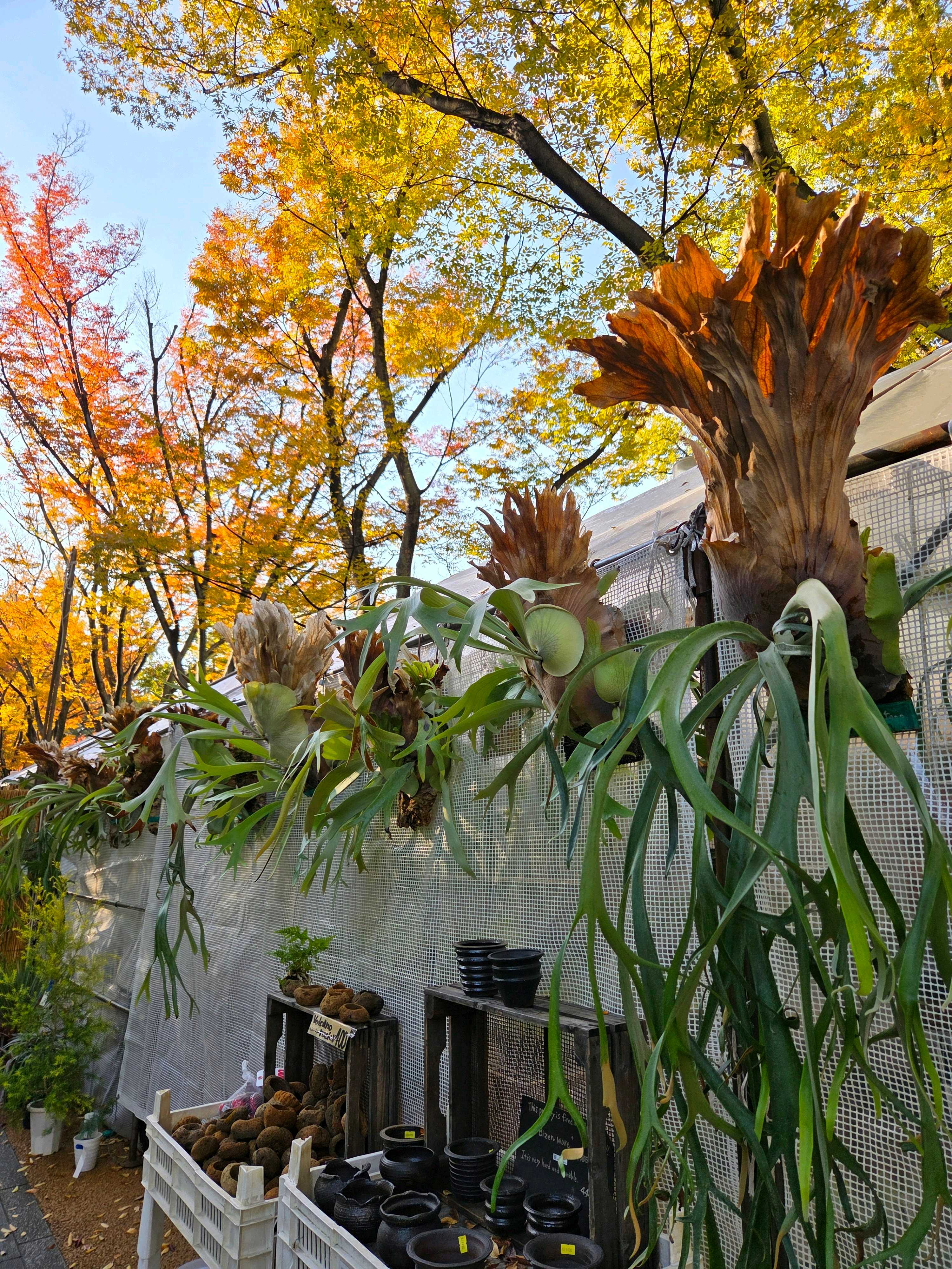 リドレイの向きと板付直しについて ビカクシダの森