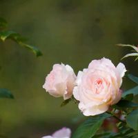 アザミ,アザミ,サンシュユ,サンシュユ,トケイソウの画像