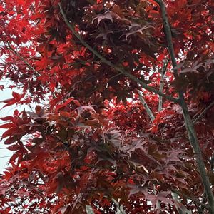 メグスリノキ,モミジ,イチョウ,カエデ,コハウチワカエデの画像