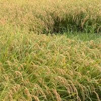 ススキ,ススキ,苔(コケ),地衣類,いねの画像