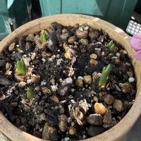 ハナニラ,ハナニラ,スイセン,チリアヤメ,ムスカリの画像