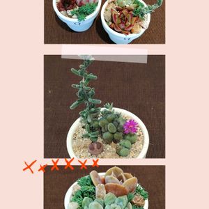 多肉大好き,多肉中毒,多肉多肉多肉,植物のある暮らし,ワークショップ の画像