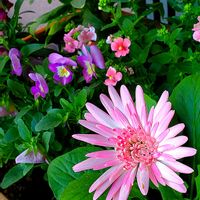 ガーベラ,ダリア,ポリゴナム（ヒメツルソバ）,いね,エリゲロンの画像