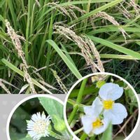 オモダカ,稲穂,タカサブロウ,稲（いね）,今日のお花の画像
