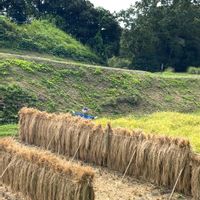 いね,稲穂,スマホ撮影,今日のお花,今日も笑顔で♡の画像