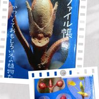 いね,久留米,今日のお花,久留米 石橋文化センター,毎月23日は本と植物と。の画像