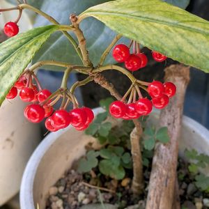 山野草,スマホ撮影,棚の画像