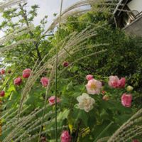 シュウメイギク,スイフヨウ,ススキ,ハクチョウゲ,イスノキの画像