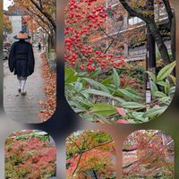 マツバボタン,高瀬川沿い…,二条通り…,寺町二条にて…の画像