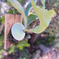 コウモリラン,コウモリラン・ビカクシダ,多肉植物,観葉植物,セリアの画像