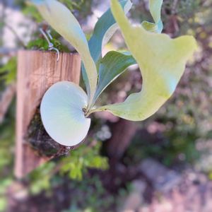 コウモリラン,コウモリラン・ビカクシダ,多肉植物,観葉植物,セリアの画像