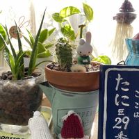 サボテン,シレネ,ヒヤシンス,リトルミッシー,リトルミッシーの画像