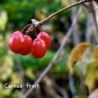 サンシュユ,トベラ,ロシアンオリーブ,ソヨゴ,サンゴジュの画像